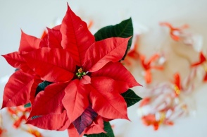 Αλεξανδρινό