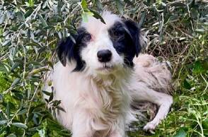 Greek Stray: πώς διασώθηκαν 56 σκυλιά από ένα δημοτικό «καταφύγιο»