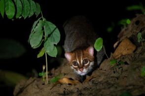 Πλατυκέφαλη Αγριόγατα