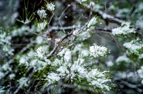 Χιόνια σε κλαδί