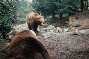 Σε χειμέριο λήθαργο οι αρκούδες στο Νυμφαίο - Διαφορετικές οι επιλογές θηλυκών και αρσενικών