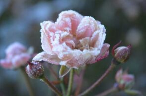 Εορτολόγιο: Σήμερα 13 Ιανουαρίου 2026 γιορτάζει…