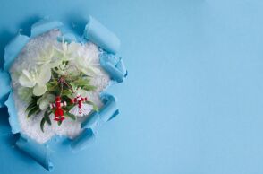 Λουλούδια του χιονιού