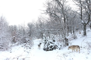 Χιόνια στον Χορτιάτη από φωτογραφία αρχείου