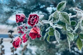 Εορτολόγιο: Σήμερα 21 Ιανουαρίου 2026 γιορτάζει…