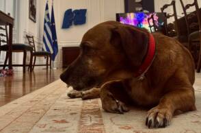 Τα κατοικίδια του Μεγάρου Μαξίμου 