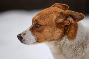 Αποτρόπαιο έγκλημα στη Μεσσηνία: Κρέμασαν σκύλο από δέντρο - Έκκληση για πληροφορίες