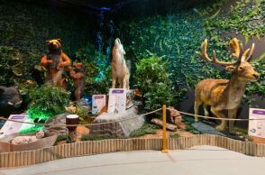 Eco Zoo: Ο νέος ζωολογικός κήπος με ζώα δίχως αιχμαλωσία, στο Village shopping & more