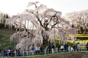 Πόλη στην Ιαπωνία ακυρώνει το φεστιβάλ κερασιάς λόγω του ανεξέλεγκτου υπερτουρισμού και της ασέβειας των επισκεπτών προς την περιουσία των κατοίκων.
