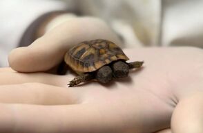 Η χελώνα με τη δικεφαλία