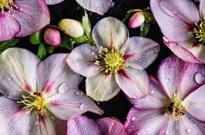 Εορτολόγιο: Σήμερα, 12 Φεβρουαρίου 2026, γιορτάζει…