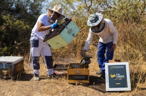 dimand_minion_beethe_change_2_jim_georgosopoulos