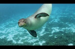 Μια φώκια Μονάχους Μονάχους