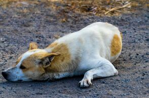 Εργαζόμενη στη Λαμία ζήτησε βοήθεια από την αστυνομία για να επιστρέψει στο σπίτι της λόγω των αδέσποτων σκύλων