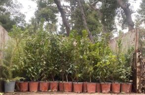 Ο Δήμος Αθηναίων φύτεψε 500 νέα δέντρα στο Άλσος Ιλισίων, ενισχύοντας το πράσινο και τη βιοποικιλότητα - Συνεχίζονται οι δράσεις 