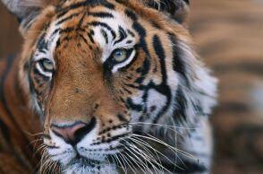 Ταϊλάνδη: 72 τίγρεις πέθαναν από ιογενή και βακτηριακή λοίμωξη σε ζωολογικό πάρκο - Αντιδράσεις από οργανώσεις για τα δικαιώματα των ζώων.