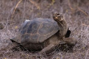 Μετά από δύο σχεδόν δύο αιώνες, γιγάντιες χελώνες επέστρεψαν στη Φλορεάνα των Γκαλάπαγκος, σηματοδοτώντας νέα εποχή για την οικολογική αναγέννηση του νησιού.
