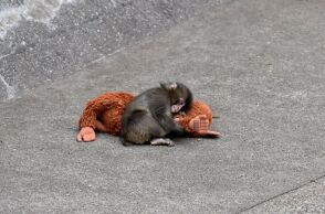 Ο μικρός Παντς, το μαϊμουδάκι που συγκίνησε το διαδίκτυο - Εγκαταλειμμένος από τη μητέρα του, παρηγορήθηκε με ένα λούτρινο παιχνίδι - Η σκληρή πλευρά της φύσης.