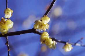 Εορτολόγιο: Σήμερα, 25 Φεβρουαρίου 2026, γιορτάζει…