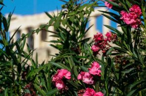 Ο Γιώργος Τσατραφύλλιας προαναγγέλλει ανοιξιάτικο Μάρτιο με ήλιο και άνοδο θερμοκρασίας, καθώς ένας αντικυκλώνας θα λειτουργήσει ως «ασπίδα» κακοκαιρίας.