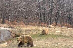 Ξύπνησαν οι αρκούδες στο Νυμφαίο και το έριξαν στο παιχνίδι - Δείτε το βίντεο με τον Πατρίκ και τη Λουίζα 