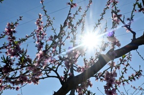 Ακτίνες ήλιου πίσω από τα κλαδιά αμυγδαλιάς