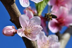 Βελτιωμένος ο καιρός σήμερα με άνοδο θερμοκρασίας έως 20°C - Προσοχή στην ομίχλη το πρωί - Αραιές νεφώσεις και ασθενείς άνεμοι σε Αθήνα και Θεσσαλονίκη.
