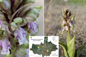 Σημαντική καταγραφή στο Κιλκίς: Εντοπίστηκε η ορχιδέα Himantoglossum robertianum, μετατοπίζοντας τα βορειότερα όρια εμφάνισης του είδους στη χώρα μας.