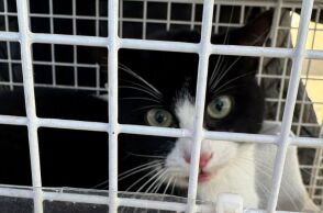 Γατούλα ήταν παγιδευμένη για 10 μέρες πάνω σε φοίνικα 9 μέτρων στην Πάρο -  Πώς διασώθηκε