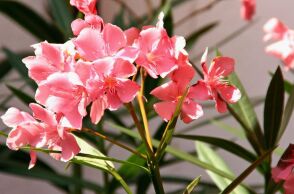 Οι πικροδάφνες και τα παιδικά σώματα