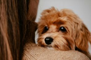 Μελέτη σε 55.000 καρκινοπαθείς δείχνει ότι η επαφή με σκύλους μειώνει τη θνησιμότητα κατά 64%, προσφέροντας στήριξη, άσκηση και πιθανή έγκαιρη ανίχνευση.