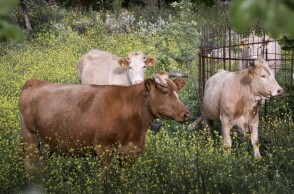 Αγελάδες στην ύπαιθρο