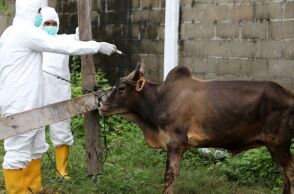 Αφθώδης πυρετός: Τι πρέπει να γνωρίζουν κτηνοτρόφοι και πολίτες - Ερωτήσεις και απαντήσεις για τη μετάδοση, τα συμπτώματα και την προστασία της υγείας.