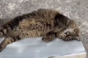 Πέθανε η Λουκία, η γάτα – μασκότ του αρχαίου θεάτρου του Διονύσου της Ακρόπολης