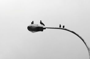 Γιατί δεν βλέπουμε ποτέ μωρά περιστέρια; Η επιστημονική εξήγηση πίσω από το αστικό μυστήριο - Γιατί τα νεογέννητα είναι αθέατα στα μάτια των περαστικών