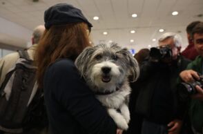 Επιχείρηση «Κιβωτός»: Πώς στήθηκε ο επαναπατρισμός των 101 Ελλήνων με τα 45 κατοικίδιά τους 