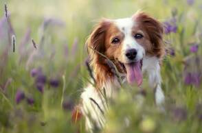 Σκύλος στην εξοχή την άνοιξη