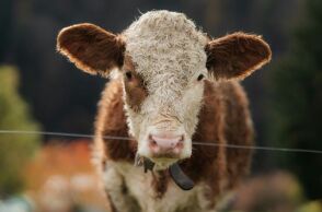 Σε κατάσταση έκτακτης ανάγκης η Λέσβος λόγω αφθώδους πυρετού