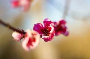 Λουλούδι της Άνοιξης