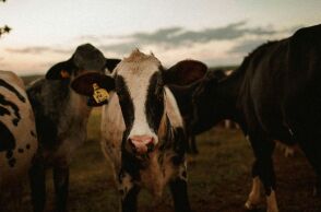 Λέσβος: Αφθώδης πυρετός σε άλλες δύο κτηνοτροφικές μονάδες - 700 πρόβατα και 25 βοοειδή θα θανατωθούν 