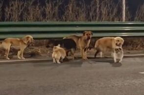 Επτά σκύλοι που προορίζονταν για κατανάλωση απέδρασαν από σφαγείο στην Κίνα και περπάτησαν 17 χλμ. μαζί μέχρι να βρουν τους ιδιοκτήτες τους.