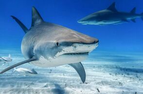 Έρευνα στις Μπαχάμες εντόπισε κοκαΐνη και φάρμακα σε καρχαρίες - Η ρύπανση από τον τουρισμό φαίνεται να επηρεάζει άμεσα το θαλάσσιο οικοσύστημα της περιοχής