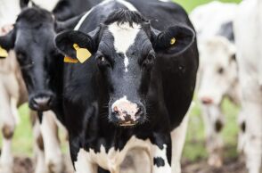 Ακόμα 16 κρούσματα αφθώδους πυρετού εντοπίστηκαν στη Λέσβο