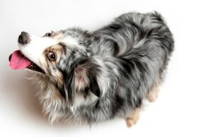 Οι αλλεργίες της άνοιξης επηρεάζουν και τους σκύλους, προκαλώντας φτέρνισμα και φαγούρα - Ειδικοί εξηγούν τα συμπτώματα και τις λύσεις.