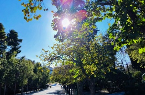 Ηλιοφάνεια πίσω από δέντρο