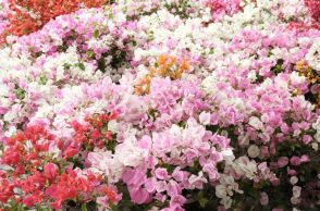 Εορτολόγιο: Σήμερα 7 Απριλίου 2026 γιορτάζει...