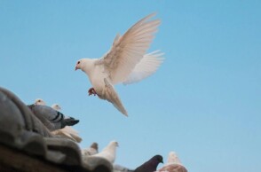 Περιστέρια στη στέγη σπιτιού