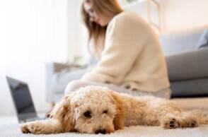 Σκύλος έχει ξαπλώσει στο χαλί του σαλονιού