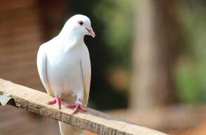 Λευκό περιστέρι πάνω σε ξυλάκι