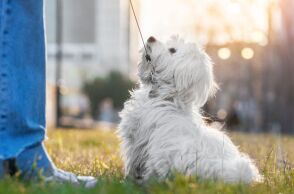 Οι ειδικοί προειδοποιούν ότι η ανοιξιάτικη αλλαγή στη συμπεριφορά των σκύλων δεν είναι ανησυχητική, αλλά συχνά αποτέλεσμα λανθασμένου χειρισμού στη βόλτα